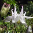 Aquilegia caerulea Origami Pink and White